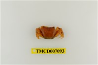 藏品(德氏仿厚蟹)的圖片